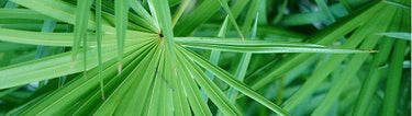 Saw Palmetto