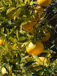 Yuzu