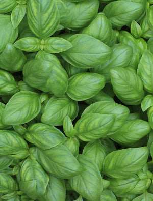 Ingredient close-up