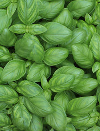 Basil