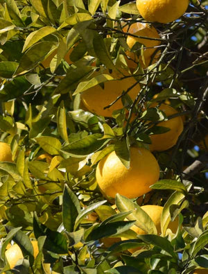 Ingredient close-up